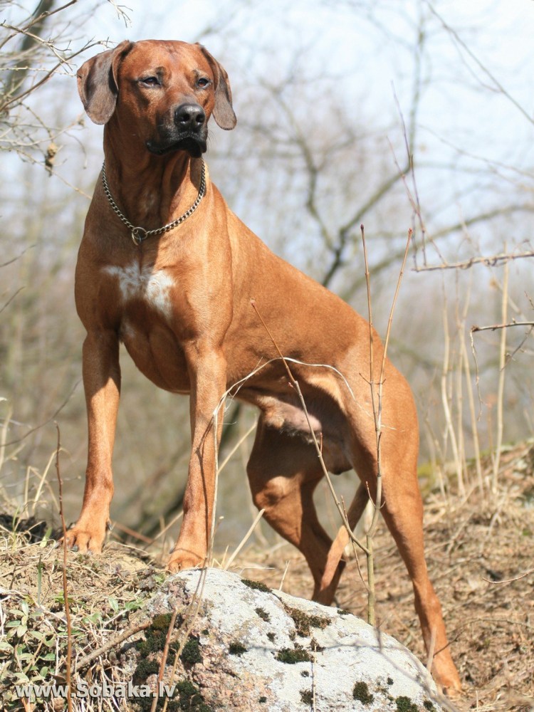 Родезийский риджбек