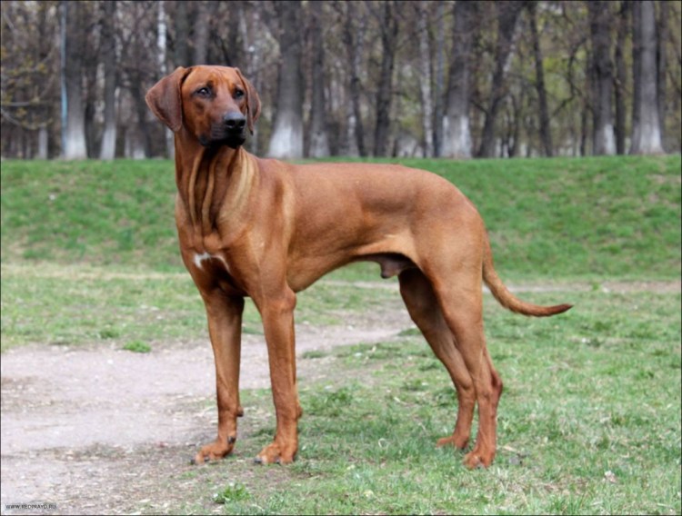 Родезийский риджбек Лев гравюра