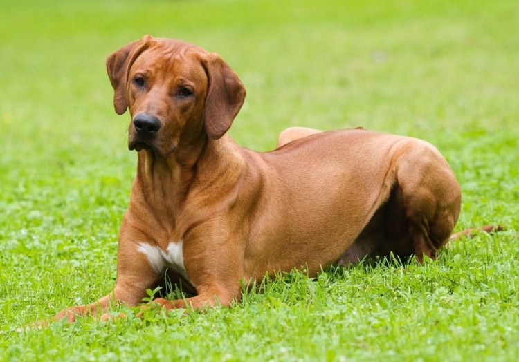 Риджбек собака Родезийский