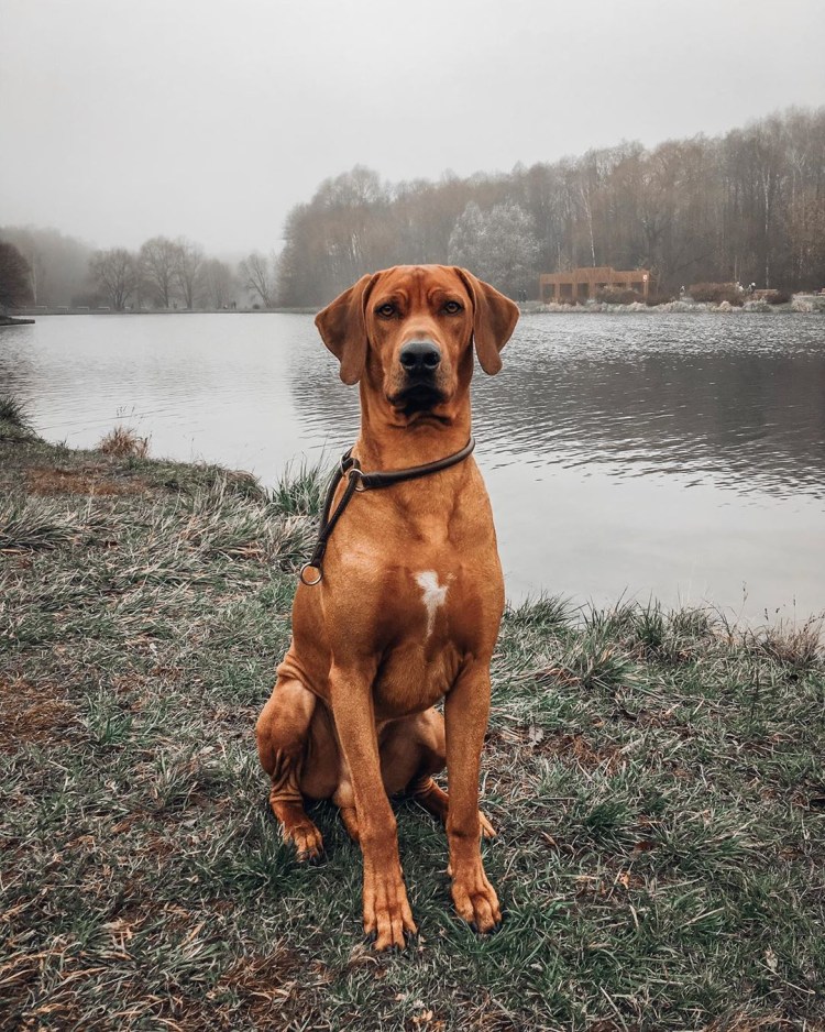 Собака Родезийский риджбек на охоте