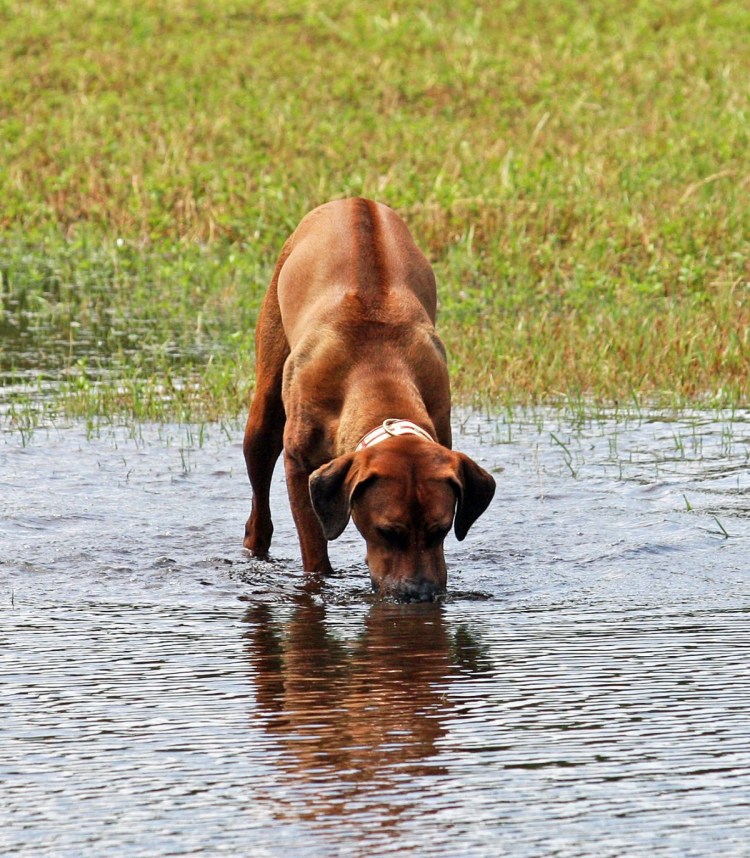 Рич собака риджбек