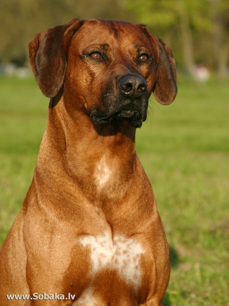 Реденезий риджбек