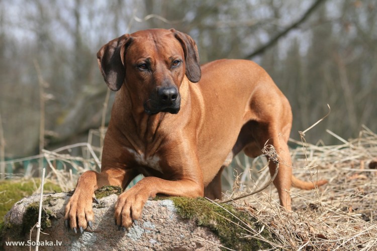 Порода собак Речбер