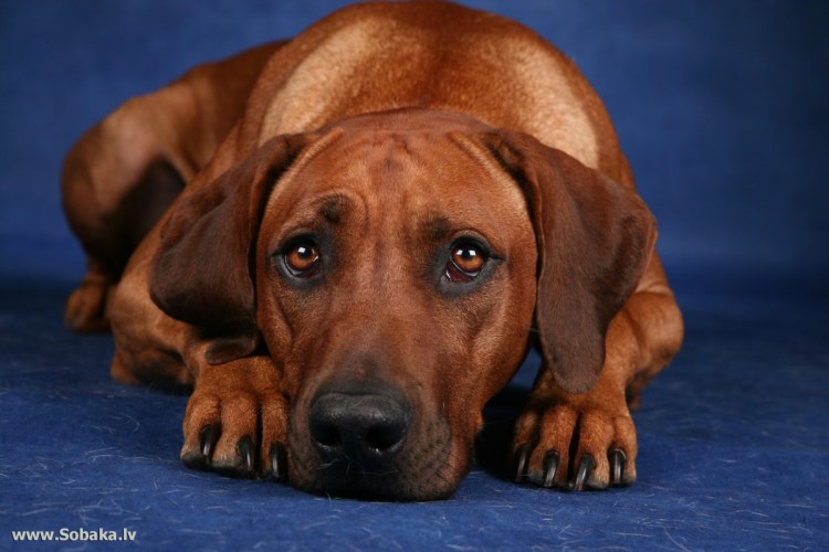 Венгерская выжла в стойка охоты