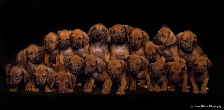 Родезийский риджбек маленький