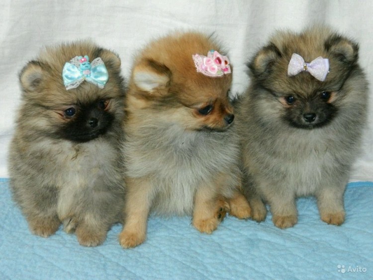 Померанский шпиц и Йорк