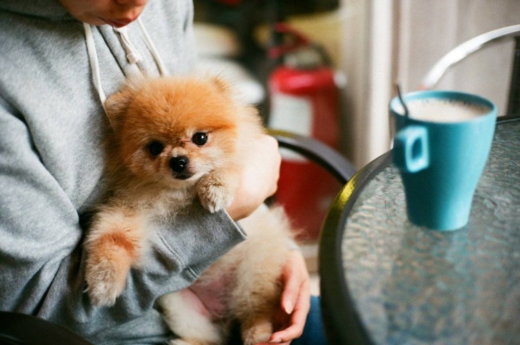 Йоркширский терьер маленькая