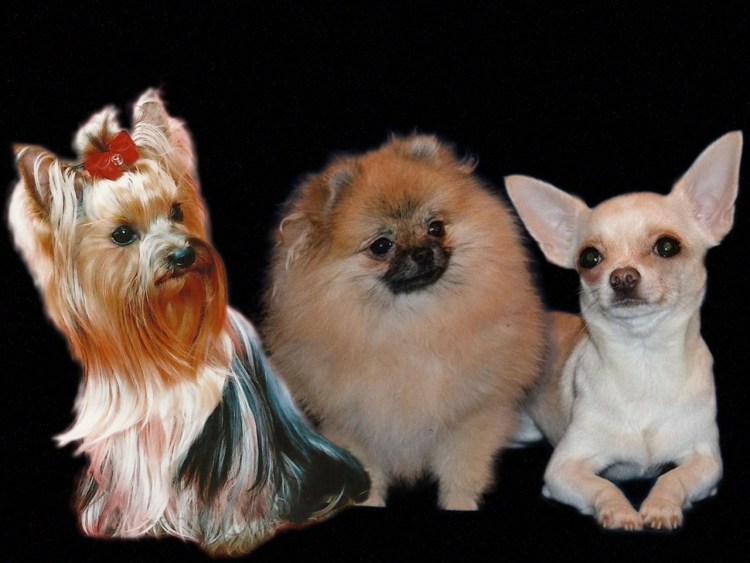 Померанский шпиц или Йоркширский терьер