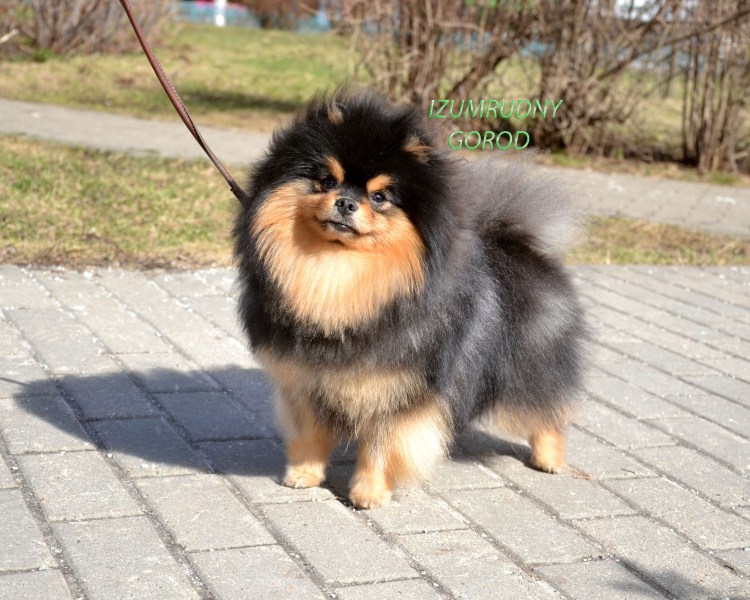 Йорк или померанец