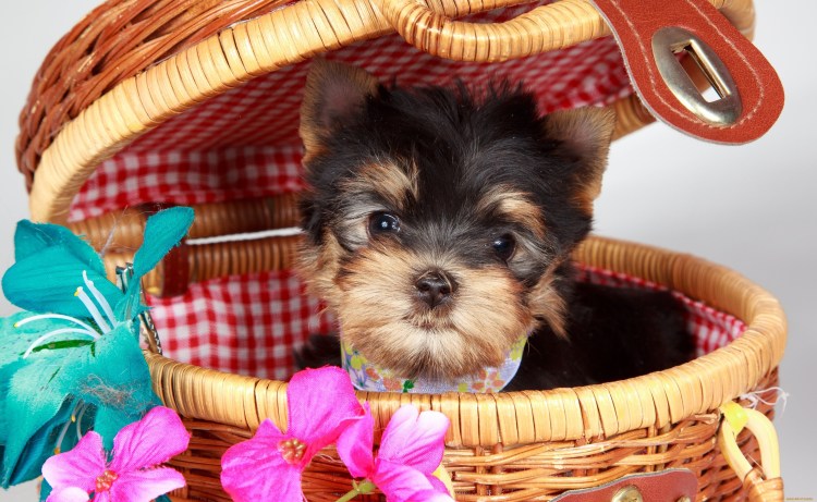 Карликовый Йоркширский терьер