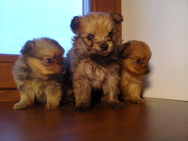 Метис Йорка и шпица