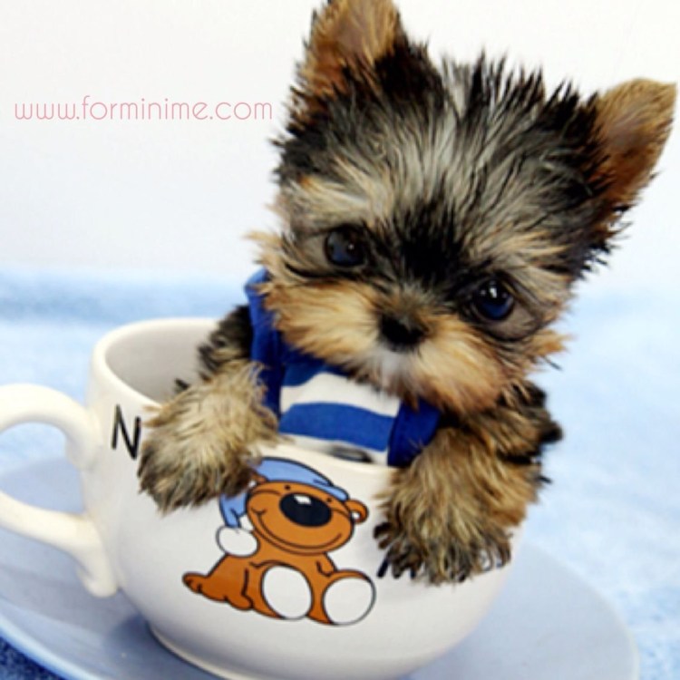 Йоркширский терьер чорки