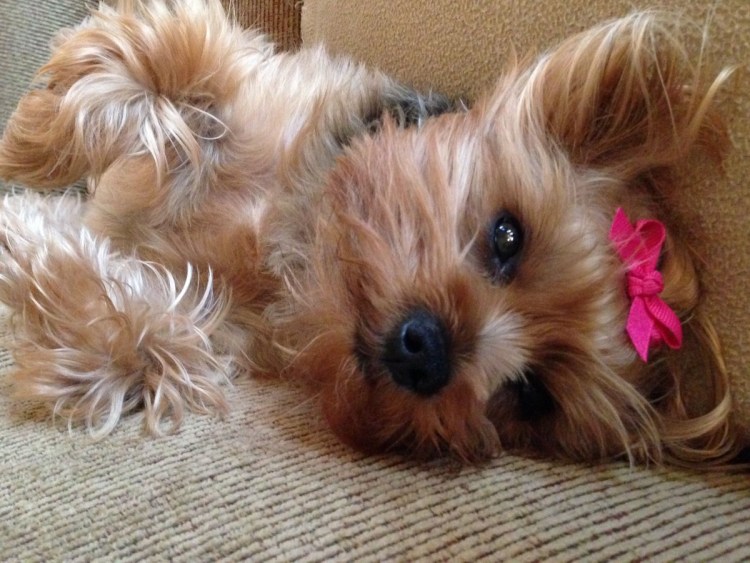 Ершистый терьер щенки 2 месяца