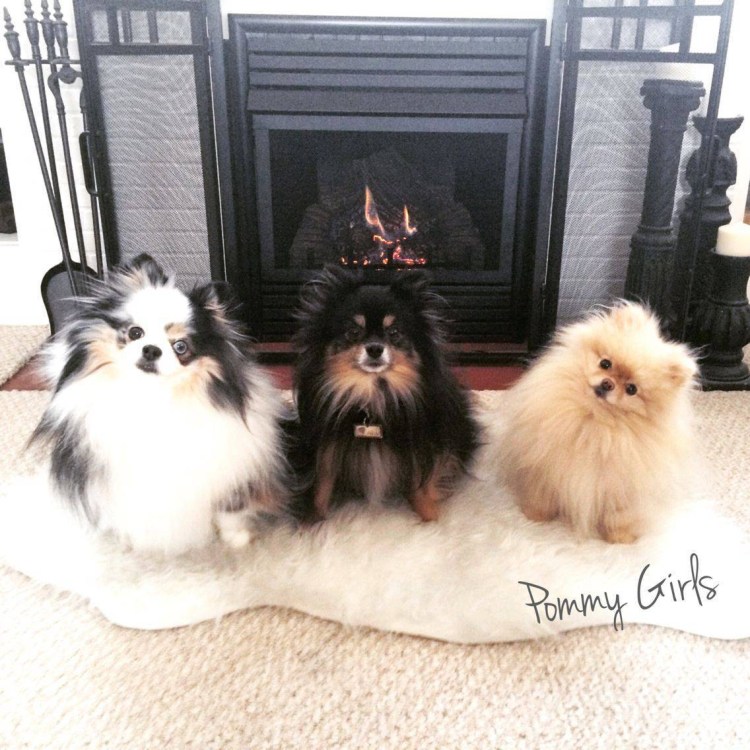 Микро Йоркширский терьер