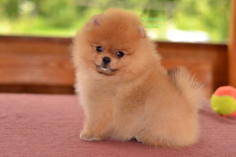 Фотография йоркширского шпица серого