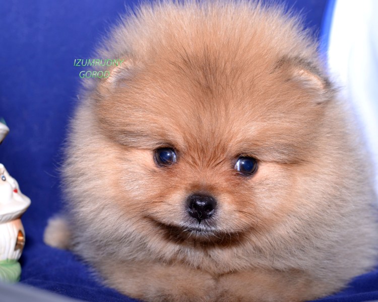 Чихуахуа и Йоркширский терьер