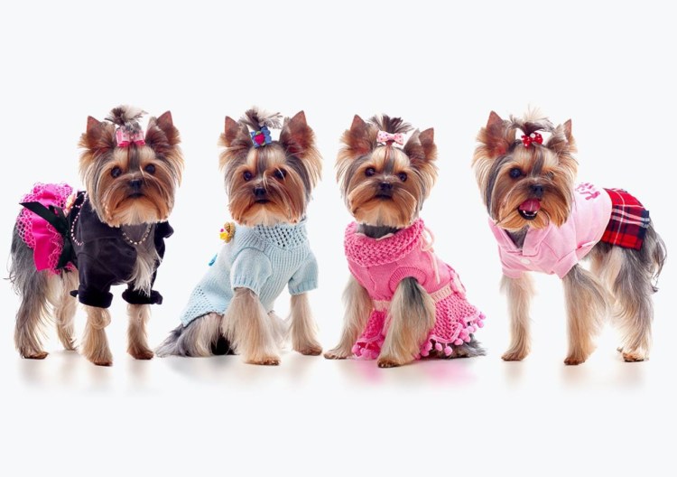 Помесь чихуахуа и йоркширского терьера