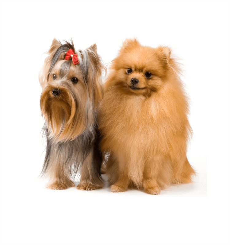 Шпиц и Йоркширский терьер