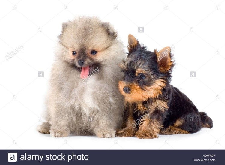 Шпиц и Йоркширский терьер