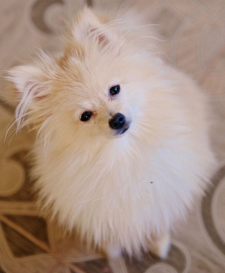 Померанский шпиц и Йорк