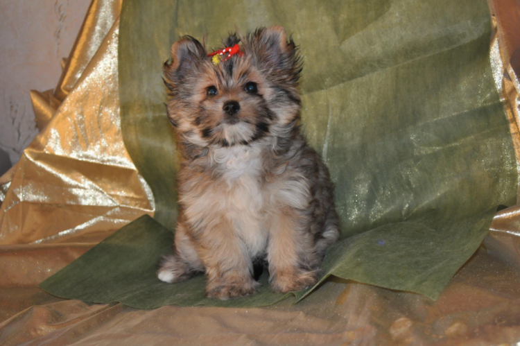 Йоркширский терьер