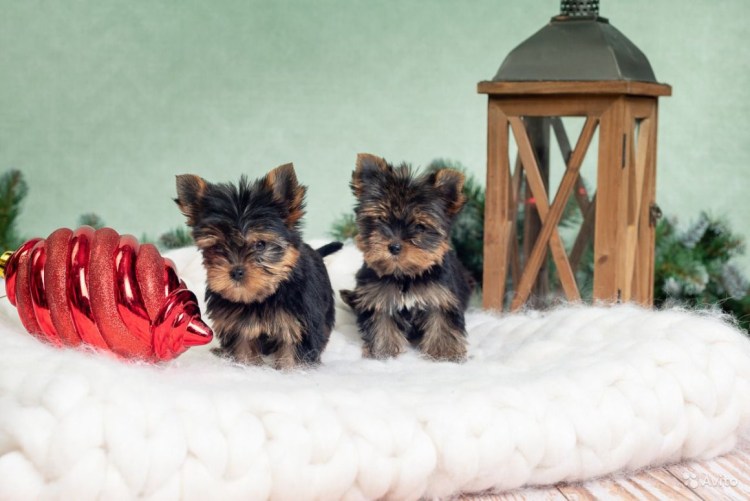 Бушерон порода собак