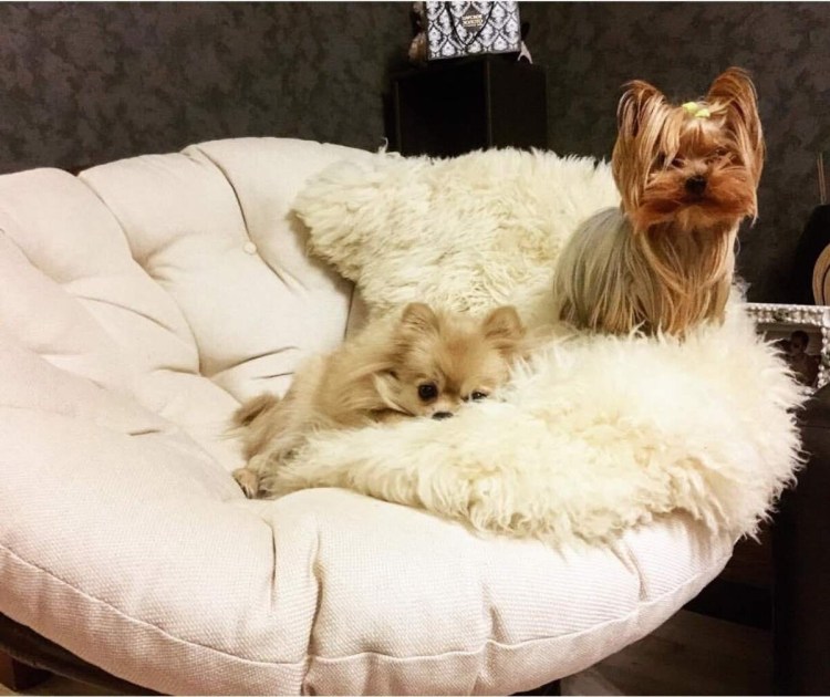 Шпиц терьер