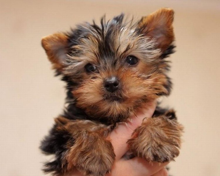 Метис Йорка и шпица