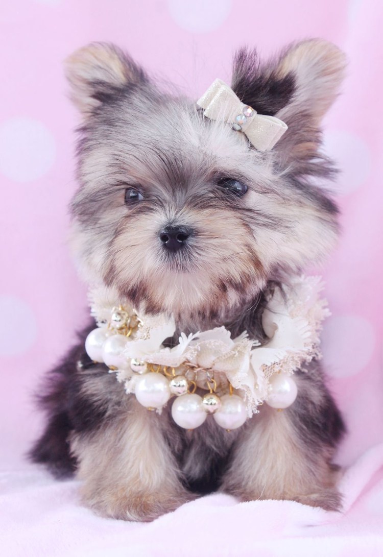 Собака. Терьер и шпиц. Маленькие