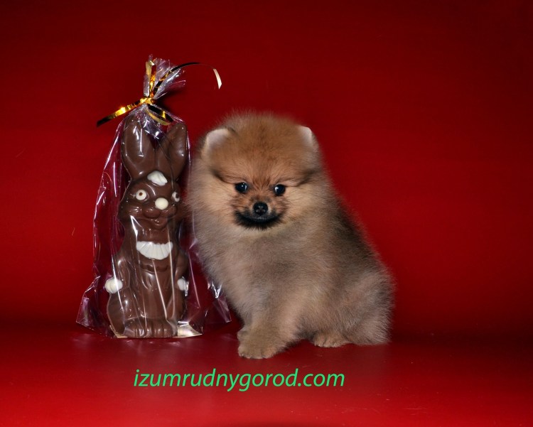 Шпиц Йорк на белом фоне