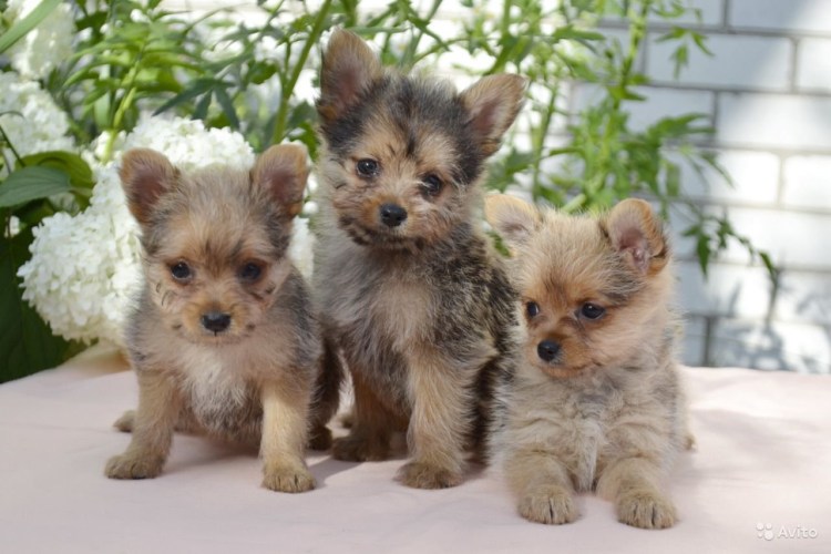 Померанский шпиц и Йоркширский терьер