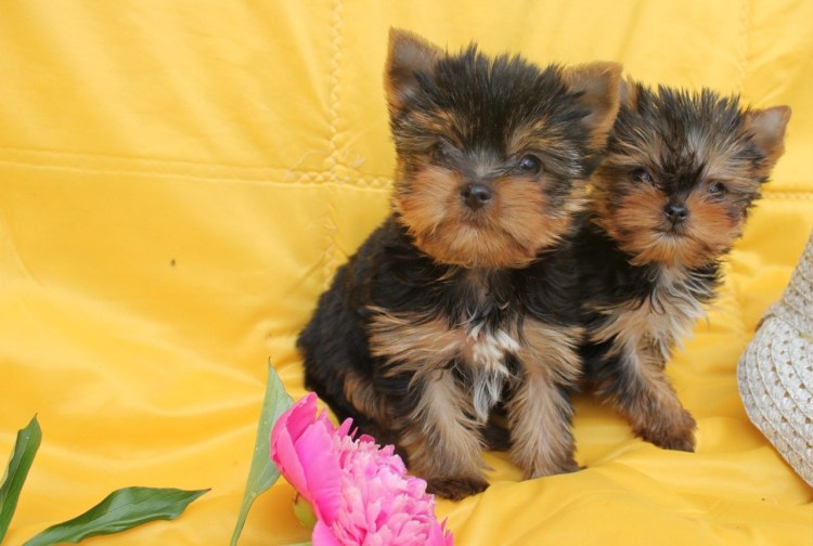 Шпиц терьер померанский