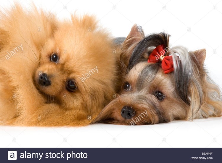 Шпиц и Йорк