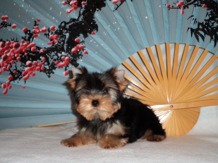 Помесь шпица и Йорка