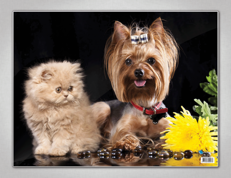 Йоркширский терьер маленький