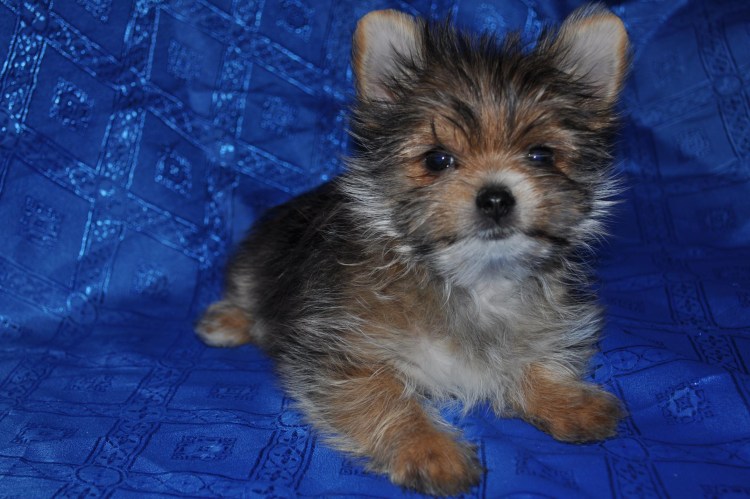 Йоркширский терьер макси