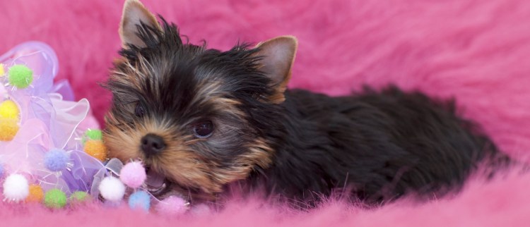 Гламурный Йоркширский терьер