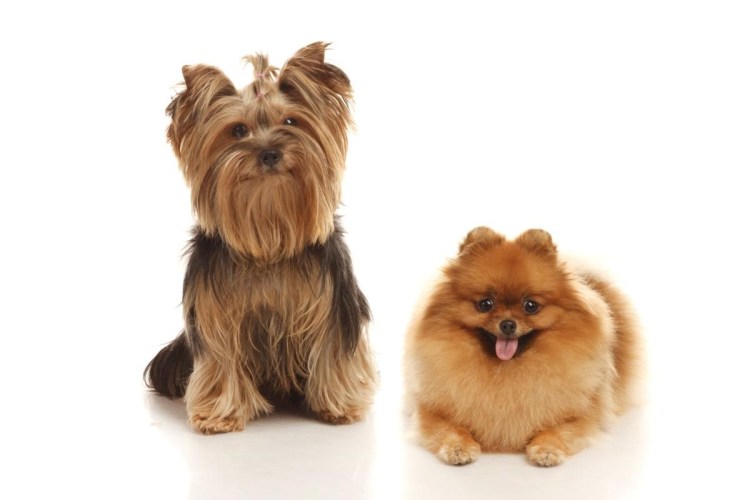 Йоркшир шпиц терьер порода