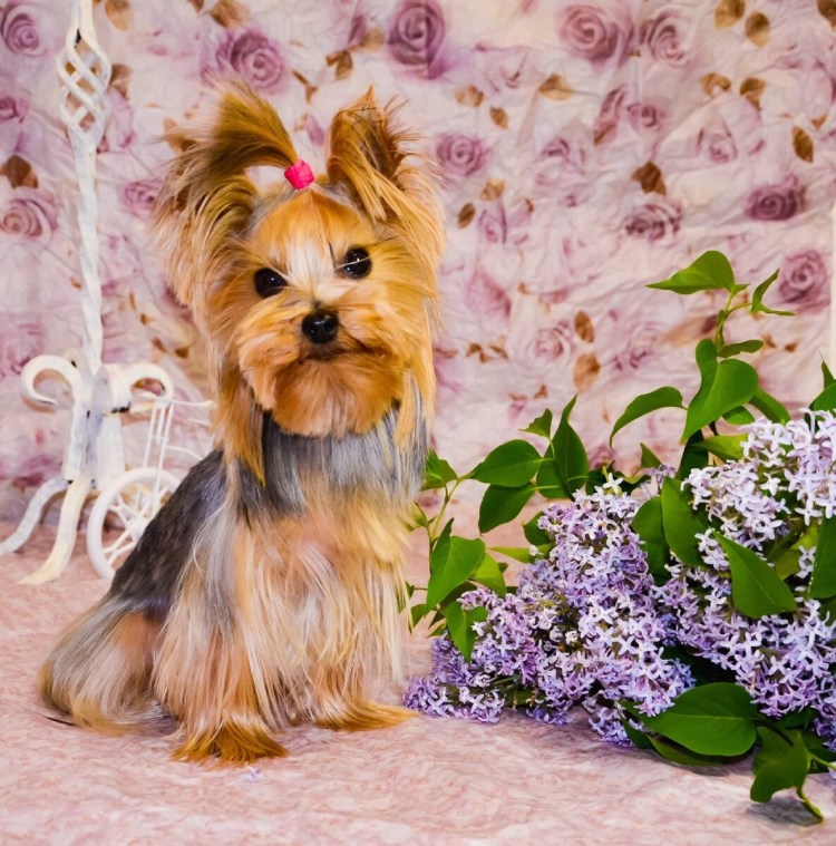 Щенки мама шпиц папа Йорк