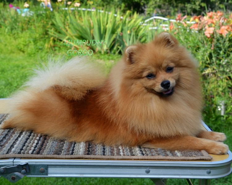 Шелби собака