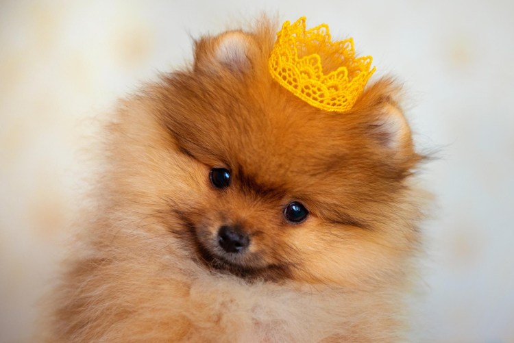 Померанский шпиц или Йоркширский терьер