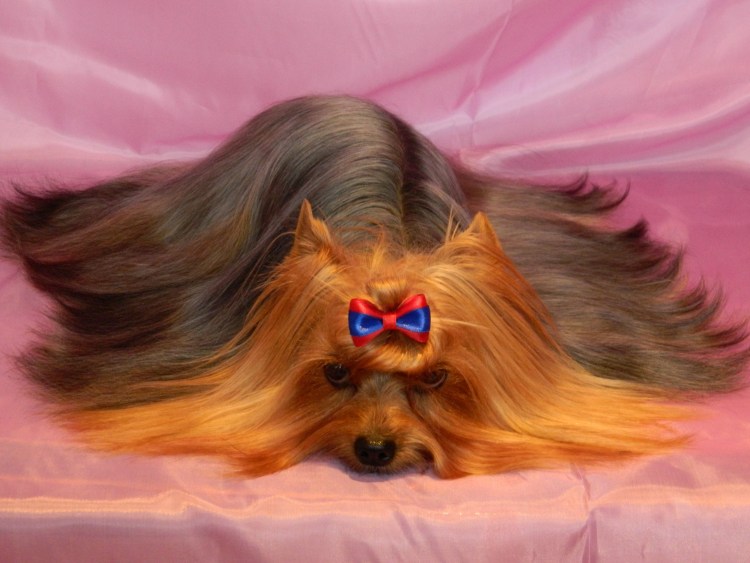 Метис Йорка и шпица