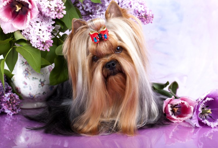 Шпиц Йорк на белом фоне