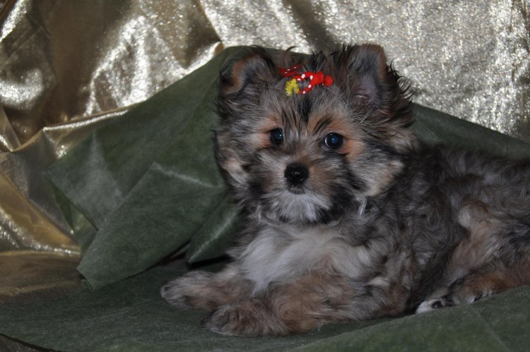 Йоркшир и пудель