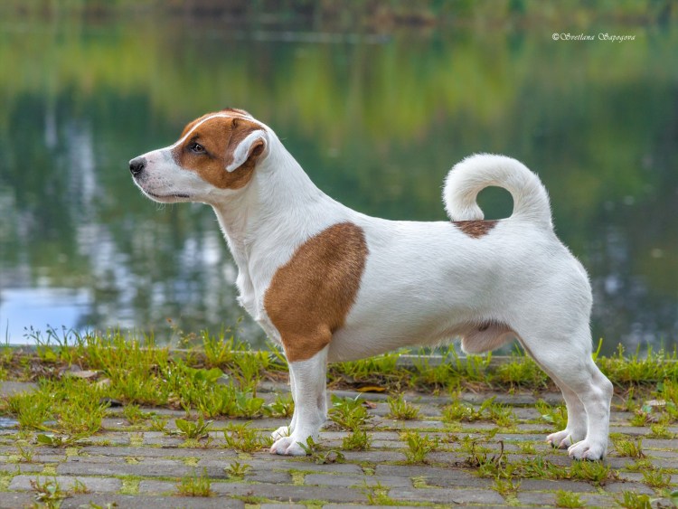 Джек-Рассел-терьер коротколапый