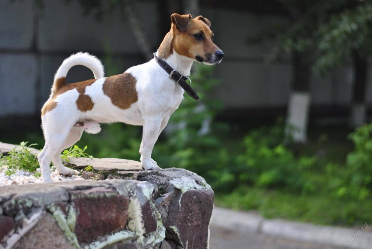 Рассел терьер гладкошерстный