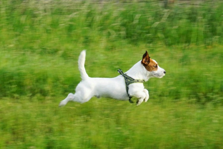 Джек Рассел терьер бежит