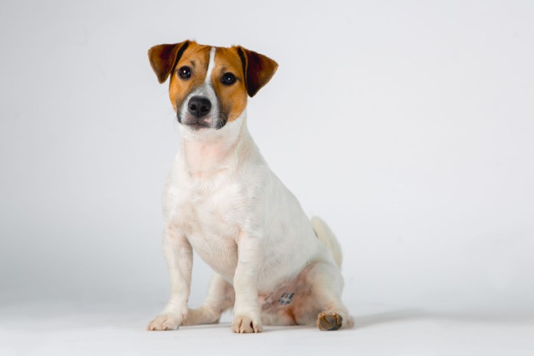 Джек Рассел Парсон