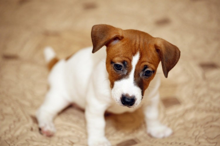 Джек Рассел терьер гладкошерстный