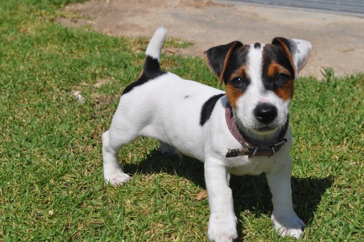 Коротколапый Джек Рассел терьер фото